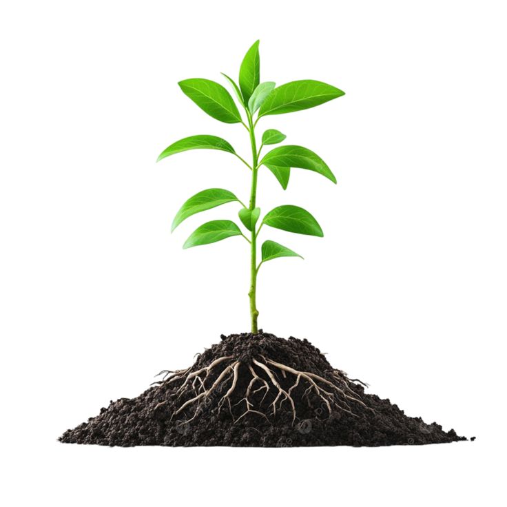 Products small green plant in pot, green plant, plant in pot, soil filled pot png transparent image and clipart for free download